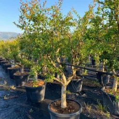 Granaatappel Als Solitair (Punica Granatum) 18 Granaatappel Als Solitair (Punica Granatum) -Aanbiedingen Hortus Groei Winkel aed72ac1 ffcb 410b 8ae2 1a7969aa5a9c