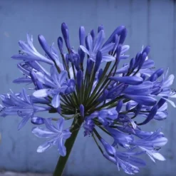 Afrikaanse Lelie (Agapanthus 'Ever Sapphire')
