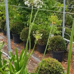 Afrikaanse Lelie (Agapanthus Umbellatus 'Albus') -Aanbiedingen Hortus Groei Winkel agapanthus wit