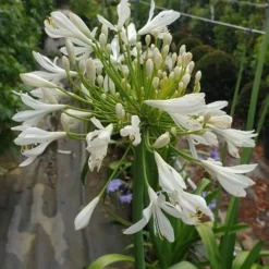 Afrikaanse Lelie (Agapanthus Umbellatus 'Albus') -Aanbiedingen Hortus Groei Winkel agapanthus wit 2