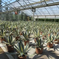 Agave (Agave Americana 'Variegata') 13 Agave (Agave Americana 'Variegata') -Aanbiedingen Hortus Groei Winkel agave americana variegata