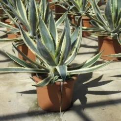 Agave (Agave Americana 'Variegata') 10 Agave (Agave Americana 'Variegata') -Aanbiedingen Hortus Groei Winkel agave americana variegata 2