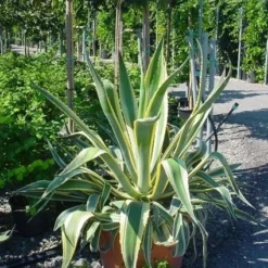 Agave (Agave Americana 'Variegata') 9 Agave (Agave Americana 'Variegata') -Aanbiedingen Hortus Groei Winkel agave americana variegata 4