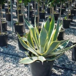 Agave (Agave Americana 'Variegata') 11 Agave (Agave Americana 'Variegata') -Aanbiedingen Hortus Groei Winkel agave americana variegata 4 1