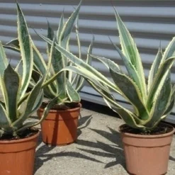 Agave (Agave Americana 'Variegata') 12 Agave (Agave Americana 'Variegata') -Aanbiedingen Hortus Groei Winkel agave americana variegata 5