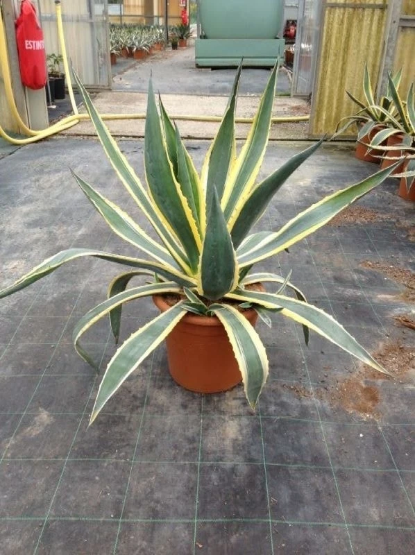 Agave (Agave Americana 'Variegata') 1 Agave (Agave Americana 'Variegata')