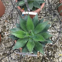 Winterharde Agave (Agave Montana) -Aanbiedingen Hortus Groei Winkel agave montana