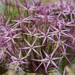 Sierui (Allium Albopilosum 'Christophii')