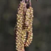 Zwarte Els, Bosplantsoen (Alnus Glutinosa)