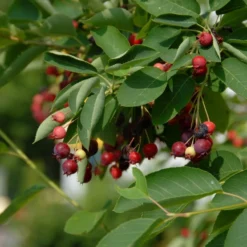 Aanbiedingen Hortus Groei Winkel -Aanbiedingen Hortus Groei Winkel amelanchier lamarckii bessen