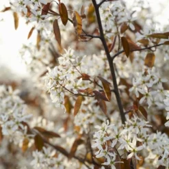 Aanbiedingen Hortus Groei Winkel 12 Krent Als Boom (Amelanchier Lamarckii)