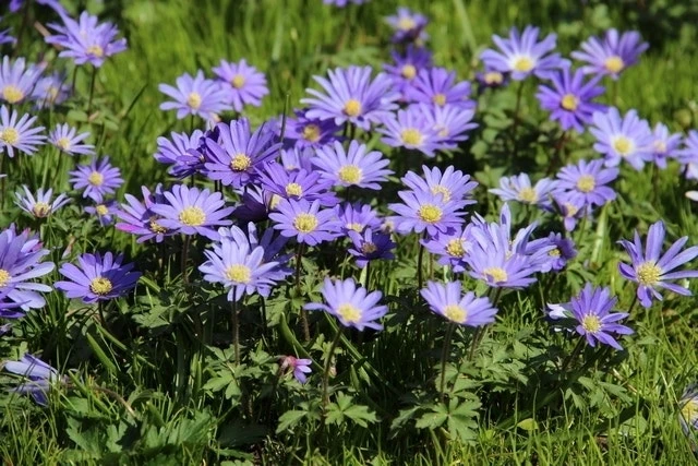 Echte Bosanemoon (Anemone Blanda 'Blue Shades') 2 Echte Bosanemoon (Anemone Blanda 'Blue Shades') - Afbeelding 2