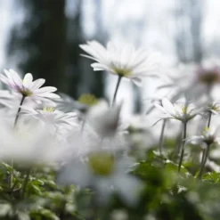 Anemoon (Anemone Blanda 'White Splendour') -Aanbiedingen Hortus Groei Winkel anemone blanda white splendour 1 1