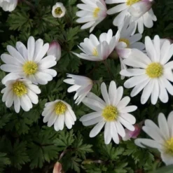 Anemoon (Anemone Blanda 'White Splendour') -Aanbiedingen Hortus Groei Winkel anemone blanda whitesplendour 1 1