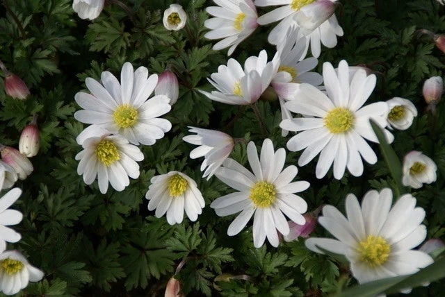 Anemoon (Anemone Blanda 'White Splendour') 2 Anemoon (Anemone Blanda 'White Splendour') - Afbeelding 2