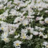 Anemoon (Anemone Blanda 'White Splendour')
