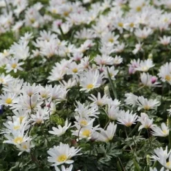 Anemoon (Anemone Blanda 'White Splendour')