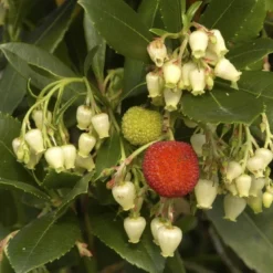 Aardbeiboom (Arbutus Unedo) -Aanbiedingen Hortus Groei Winkel arbutus unedo 1