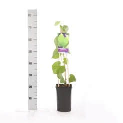 Duitse Pijp (Aristolochia Macropylla) -Aanbiedingen Hortus Groei Winkel aristolochia durior macrophylla