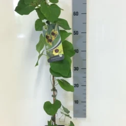 Duitse Pijp (Aristolochia Macropylla) -Aanbiedingen Hortus Groei Winkel aristolochia macrophylla 80 100 c2