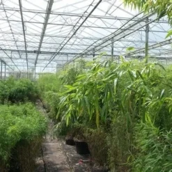 Niet Woekerende Bamboe (Fargesia Murieliae 'Jumbo') -Aanbiedingen Hortus Groei Winkel bamboe 1