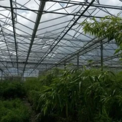 Niet Woekerende Bamboe (Fargesia 'Jiuzhaigou') -Aanbiedingen Hortus Groei Winkel bamboe 2