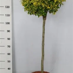 Kardinaalshoed Op Stam (Euonymus Japonicus 'Aureus') -Aanbiedingen Hortus Groei Winkel bc88a2ba3e99a73a1f95554f396bcc6d