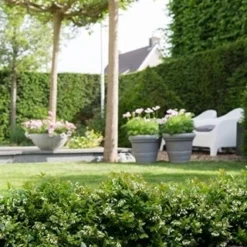 BerryBux Blauwe Bes (Vaccinium Angustifolium ’BerryBux') -Aanbiedingen Hortus Groei Winkel berrybux heg bloei hr 4095