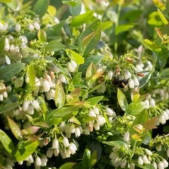 BerryBux Blauwe Bes (Vaccinium Angustifolium ’BerryBux') -Aanbiedingen Hortus Groei Winkel berrybux heg bloei hr 4143 2 2