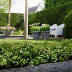 BerryBux Blauwe Bes (Vaccinium Angustifolium ’BerryBux') -Aanbiedingen Hortus Groei Winkel berrybux heg bloei hr 4057 2