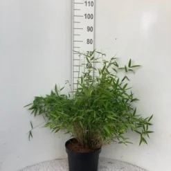 Niet Woekerende Bamboe (Fargesia Murieliae 'Bimbo') -Aanbiedingen Hortus Groei Winkel bimbo c10 1