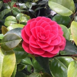 Camelia Als Leivorm (Camellia Japonica 'Black Lace')