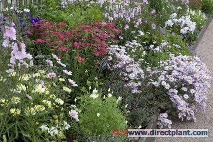 Borderpakket Pastel 1 Borderpakket Pastel