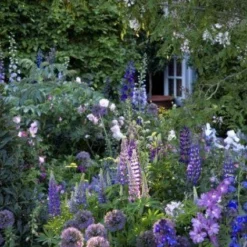 Borderpakket Paars En Blauw