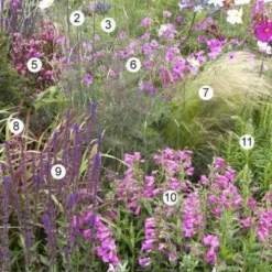 Borderpakket Zacht Roze