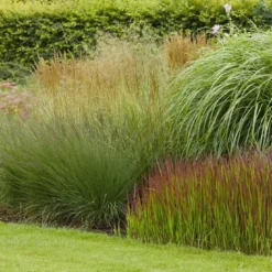 Borderpakket Mooiste Siergrassen