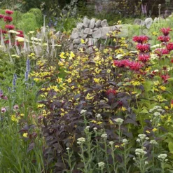 Borderpakket Rood En Geel (3 M²)