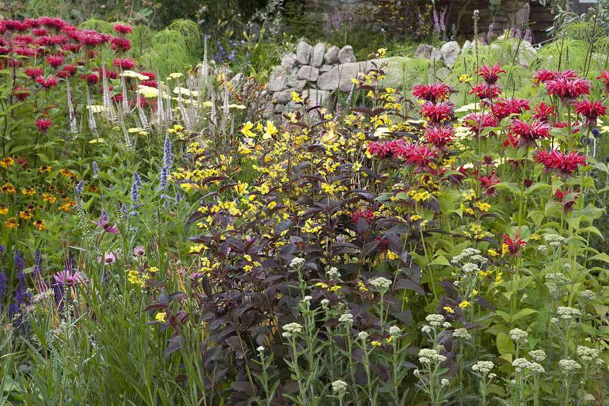 Borderpakket Rood En Geel (6 M²) 1 Borderpakket Rood En Geel (6 M²)