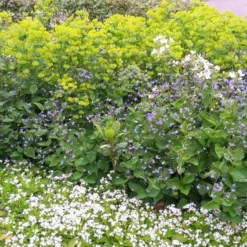 Borderpakket Schaduw In Blauw En Wit (3 M²) 5 Borderpakket Schaduw In Blauw En Wit (3 M²) -Aanbiedingen Hortus Groei Winkel borderpakket schaduw