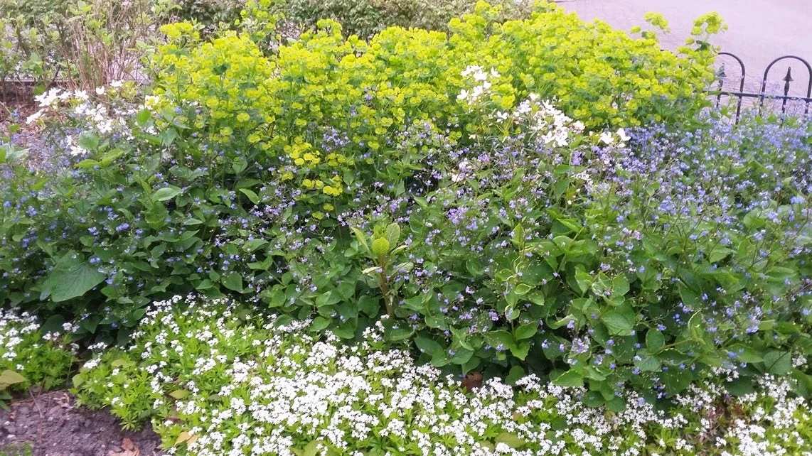 Borderpakket Schaduw In Blauw En Wit (3 M²) 3 Borderpakket Schaduw In Blauw En Wit (3 M²) - Afbeelding 3