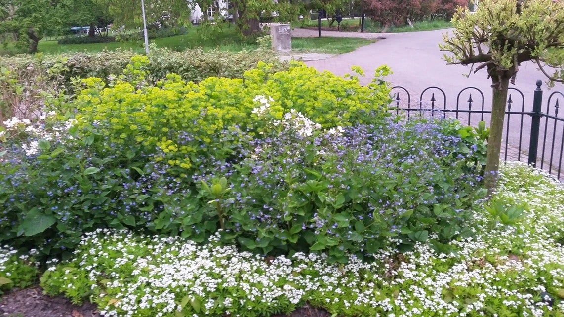 Borderpakket Schaduw In Blauw En Wit (3 M²) 2 Borderpakket Schaduw In Blauw En Wit (3 M²) - Afbeelding 2