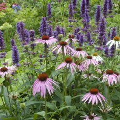 Borderpakket Stralend Blauw-Roze