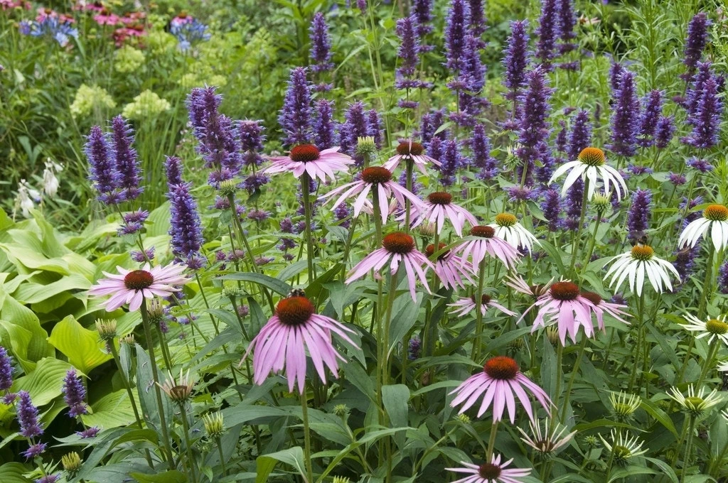 Borderpakket Stralend Blauw-Roze 1 Borderpakket Stralend Blauw-Roze