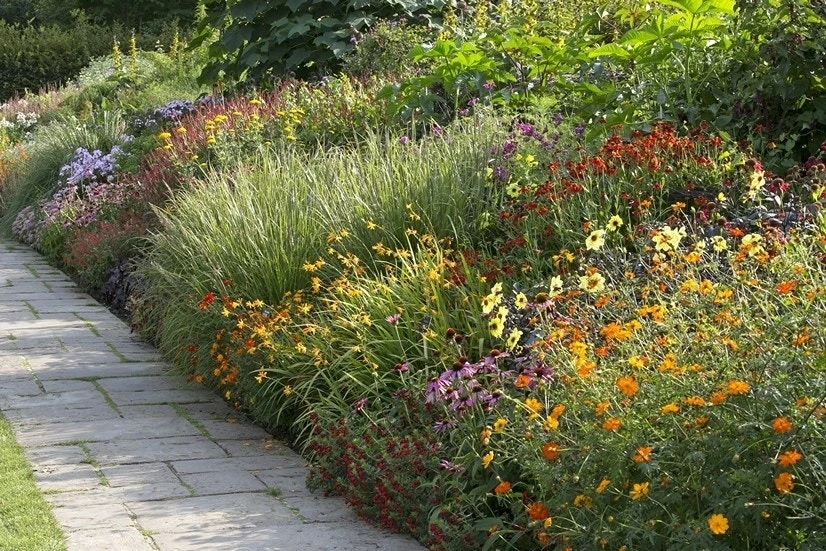Borderpakket Vrolijke Zomerbloeiers 1 Borderpakket Vrolijke Zomerbloeiers