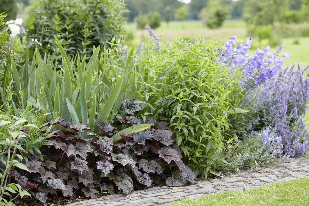 Borderpakket In Paarstinten 1 Borderpakket In Paarstinten
