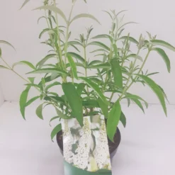 Vlinderstruik (Buddleja Davidii 'White Profusion') 11 Vlinderstruik (Buddleja Davidii 'White Profusion') -Aanbiedingen Hortus Groei Winkel budd white profusion 1