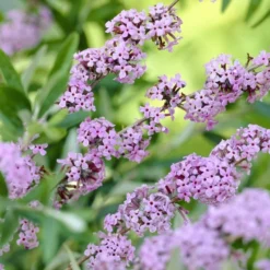 Vlinderstruik (Buddleja Alternifolia)