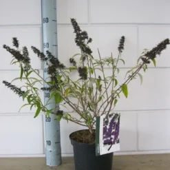 Vlinderstruik (Buddleja Davidii 'Black Knight') 12 Vlinderstruik (Buddleja Davidii 'Black Knight') -Aanbiedingen Hortus Groei Winkel buddleja black knight c3 23 10 2018 1