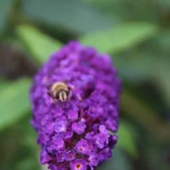 Vlinderstruik (Buddleja Davidii 'Black Knight') 10 Vlinderstruik (Buddleja Davidii 'Black Knight') -Aanbiedingen Hortus Groei Winkel buddleja davidii black knight 3 1