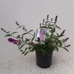Vlinderstruik (Buddleja Davidii Petite 'Tutti Frutti') -Aanbiedingen Hortus Groei Winkel buddleja davidii free petite tutti frutti pbr